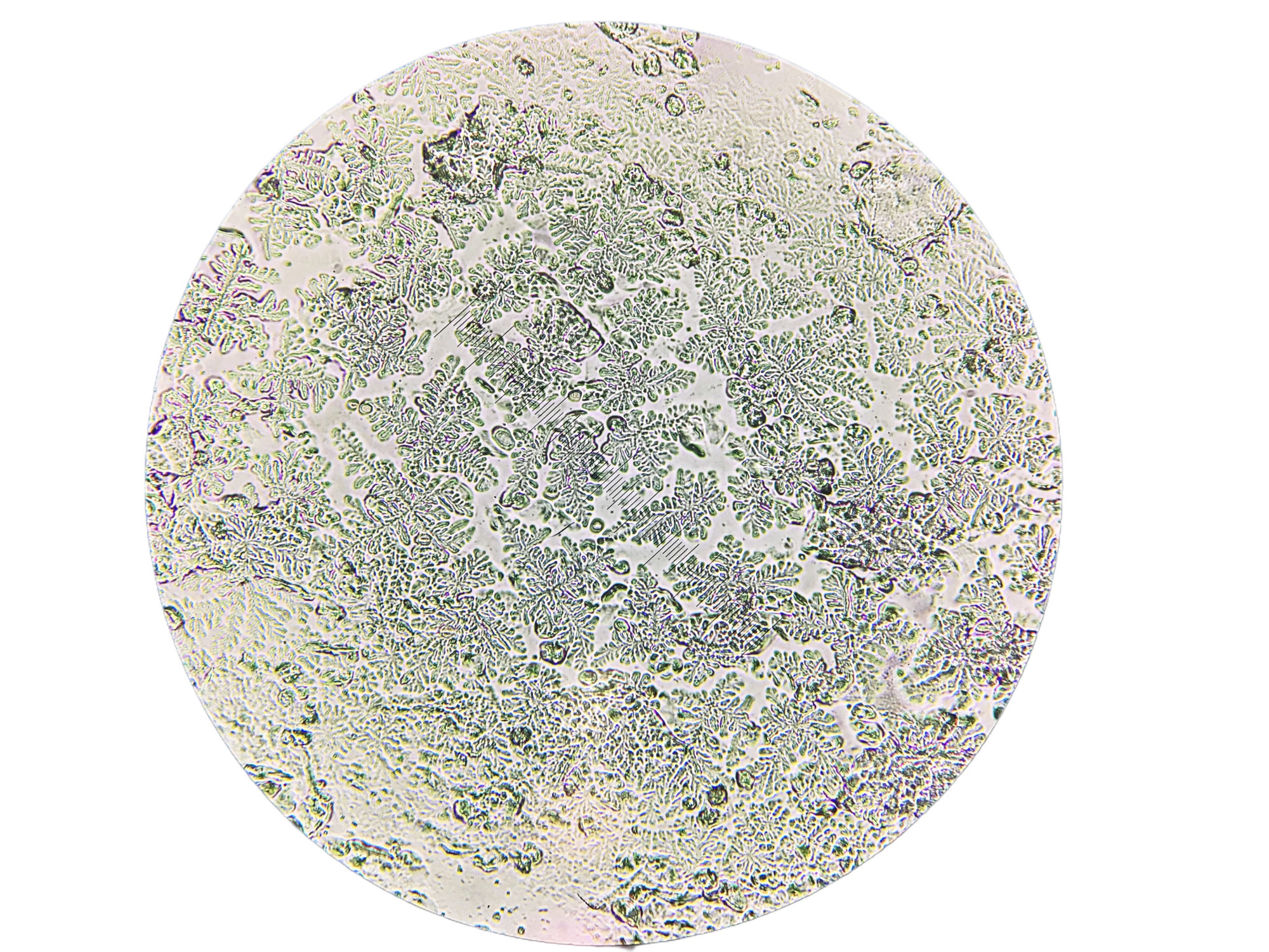 蟾蜍肌细胞图片