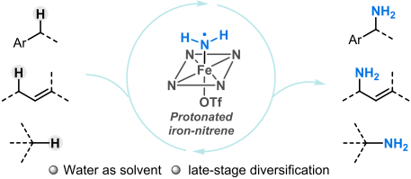 酶可往，铁亦可往：非天然酶功能启发的铁催化sp3-碳氢键伯胺化