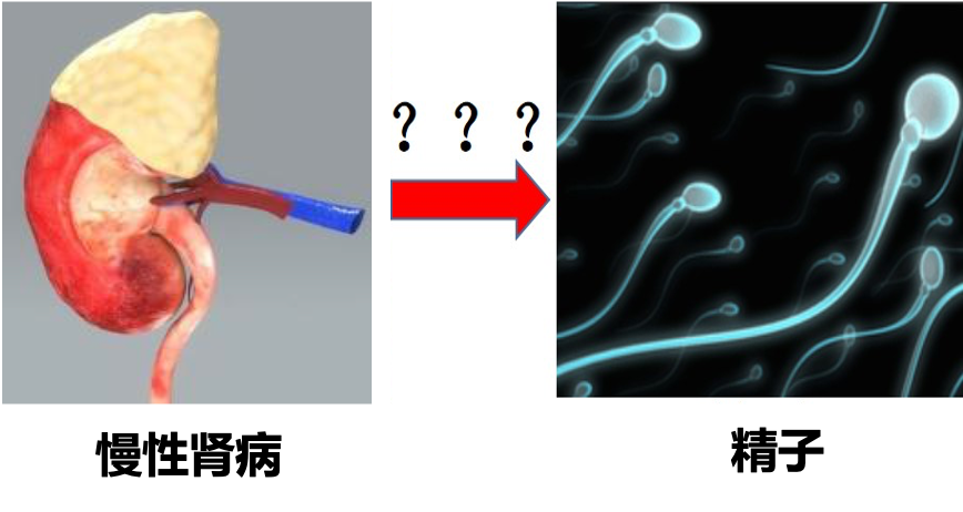 【宝贝计划】知否知否？应是肾病伤精！